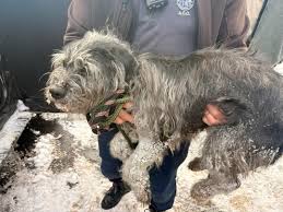 Abandoned dog survives 'six days of exposure to the elements' before being  rescued in Needham : r/massachusetts