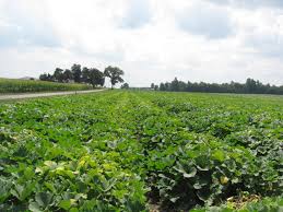 25 seeds per packet, unless noted. Decoding The Cause Of Yellow Pumpkin Leaves Vegetable Growers News
