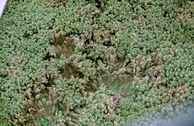 Image result for Oldeania alpina