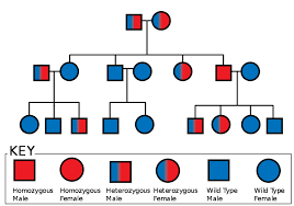 Difference Between Homozygous And Heterozygous Toppr