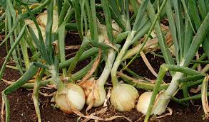 The seed catalog or purveyor you are buying from should clearly specify both the when we start onion from seed, really we're growing our own baby onion plants to transplant later. About Onions And How To Grow Them West Coast Seeds