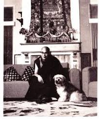 Check spelling or type a new query. Shih Tzu Pitbull Mix Your Guide To The Pitshih Cross Breed Cutest Small Dog Breeds Shih Tzu Puppy Friends