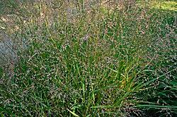 Image result for Panicum chambeshii