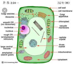 In prokaryotes, the primary function of the cell wall is to protect the cell from internal turgor pressure caused by the much higher concentrations of proteins, and other molecules inside the cell compared to its external environment. Draw A Neat Diagram Of Palnt Cell And Label 3 Parts Which Is Different From Animal Cell And Explain Brainly In