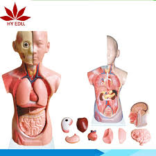 I constantly check with my. Medical Model For Biology Human Anatomy Torso With Head Neck And Trunk Model Buy Human Torso Anatomy Model Human Anatomy Toys Human Torso Model Human Anatomy Torso Model Product On Alibaba Com