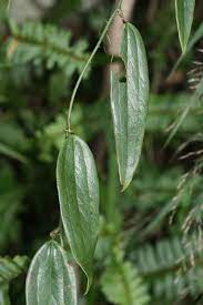 台灣原生植物花園native plants garden taiwan 細葉菝葜 菝葜科 plant leaves plants leaves
