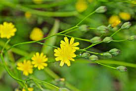 Pin On Edible Herbal