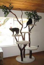 Pin On Cat Ideas