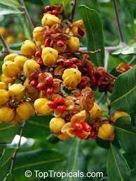 Maybe you would like to learn more about one of these? Cupaniopsis Anacardioides Carrotwood Toptropicals Com