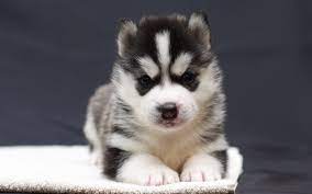 Husky Wallpaper 1024x640 Download Hd Wallpaper Wallpapertip