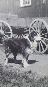 Old Photo Probably 70 Years Old Pictures An Australian Shepherd Breed Australian Shepherd Puppies Australian Shepherd Australian Shepherd Dogs