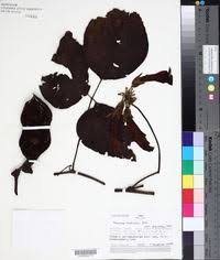 Image result for Mucuna glabrialata