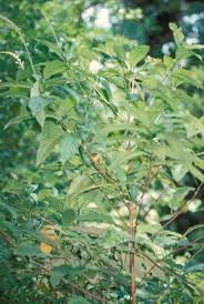 Image result for Bertiera