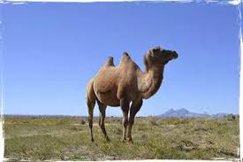 Image result for camel