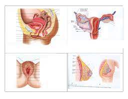 Many women never connect with their sexual anatomy because of our society's 'keep away' attitude toward. Svhs Map 15 05 15 08 Female Reproductive System 2020 Diagram Quizlet