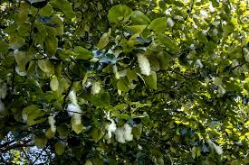 Cottonwoods can be found in three different types. Shoreline Area News Blowing In The Wind Cottonwood Trees
