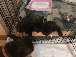 Our french bulldog puppies for sale come from either usda licensed commercial breeders or hobby breeders with no more than 5 breeding mothers. French Bulldog Puppies For Sale Cave Junction Or 302291
