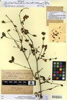 Image result for Justicia odora