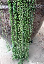 Jetzt online inspirieren und shoppen! String Of Pearls Care And Propagation Joy Us Garden