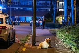 In de holthuizerdreef zijn momenteel veel agenten aanwezig vanwege een onderzoek naar een schietpartij. Hartverscheurend Tafereel Na Schietpartij Hond Laat Zijn Dodelijk Gewonde Baasje Niet In De Steek Binnenland Tubantia Nl