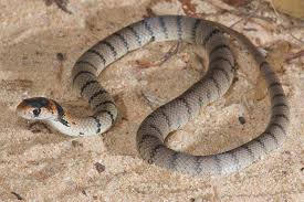 The eastern brown snake (pseudonaja textilis), often referred to as the common brown snake, is a species of highly venomous snake in the family elapidae. Discovery Reveals Baby Brown Snakes Undergo Venom Transformation Farm Online Australia