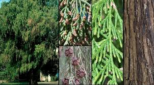 Image result for Cupressus funebris
