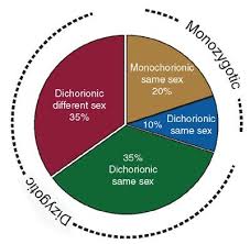 Image result for Multiple Gestation