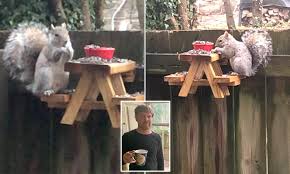 Gather around the table with comfortable dining room chairs. People Are Building Picnic Tables For Squirrels During Quarantine Daily Mail Online
