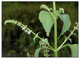 Image result for Basilicum polystachyon