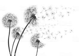 Abstract Dandelions Dandelion With Flying Seeds For Stock Dandelion Drawing Dandelion Art Dandelion