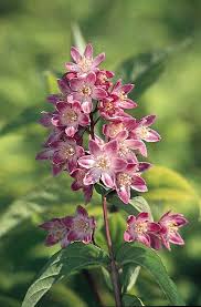 Image result for Deutzia hybrida Pink Pompon