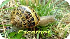 Siput babi api=sebab aku rakyat malaysia? Facebook