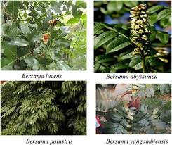 Image result for Bersama swynnertonii