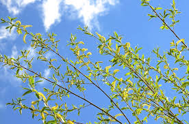 Image result for Kyllinga alba