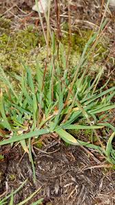 Image result for Tristachya rehmannii