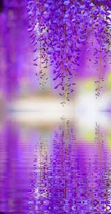 purple ふじの花 藤の木 藤の花
