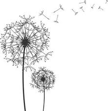 Pin By Hayley Corthine On Patterns Black And White Art Drawing Black And White Flowers Dandelion Drawing