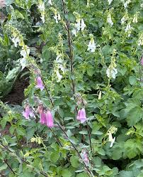 Image result for Ceratotheca triloba