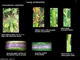 Image result for Crassocephalum radiatum