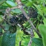 Image result for Pavetta gardeniifolia