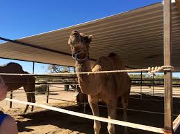 Look how tall i am! the pig entered by the gate, and, after having eaten his fill of the vegetables within, came out, laughing at the poor camel, who had had to stay outside because he was too tall to enter the garden by the gate, and said, now, would you be. Bedourie Qld Pig Chases Camel Races Dream Big Drive Big