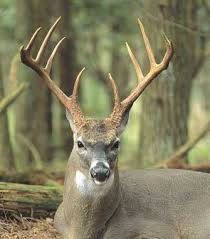 North Carolina Deer Dynamics Antler Growth