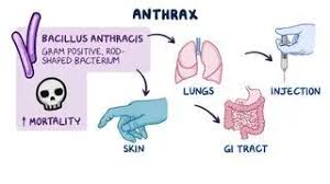Image result for Anthrax