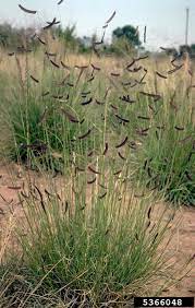 Image 5366048 Is Of Blue Grama Bouteloua Gracilis Plant S It Is By Howard F Schwartz At Colorado Native Plant Landscape Prairie Garden Colorado Gardening
