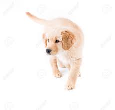 Reddit gives you the best of the internet in one place. Retriever Puppy Walking Toward A Cute 2 Month Old Golden Retriever Stock Photo Picture And Royalty Free Image Image 20378229