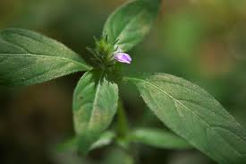 Image result for Aptosimum procumbens