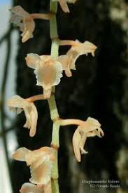 Image result for Diaphananthe fragrantissima