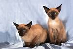 5 Things to Know About Tonkinese Cats - Petful