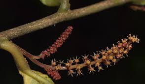 Image result for Antidesma membranaceum