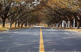 Road with trees on both sides. Road With Trees On Both Sides Stock Photo Picture And Royalty Free Image Image 15541785